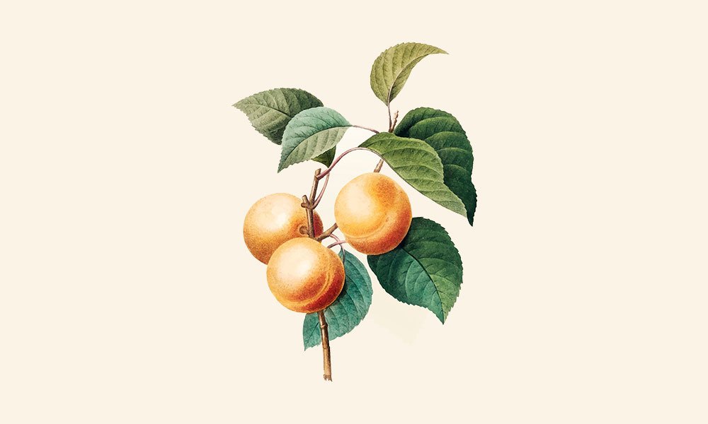 Packs-'Ens-creix-l'albercoquet'